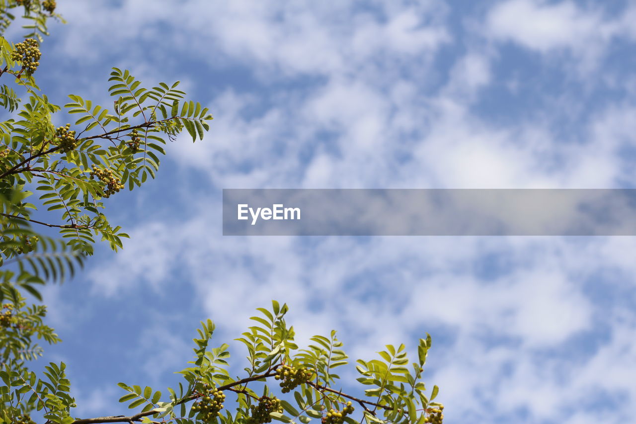 LOW ANGLE VIEW OF FLOWERING TREE AGAINST SKY