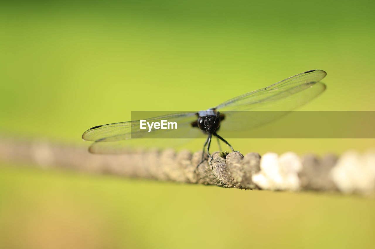 Close-up of dragonfly on rope