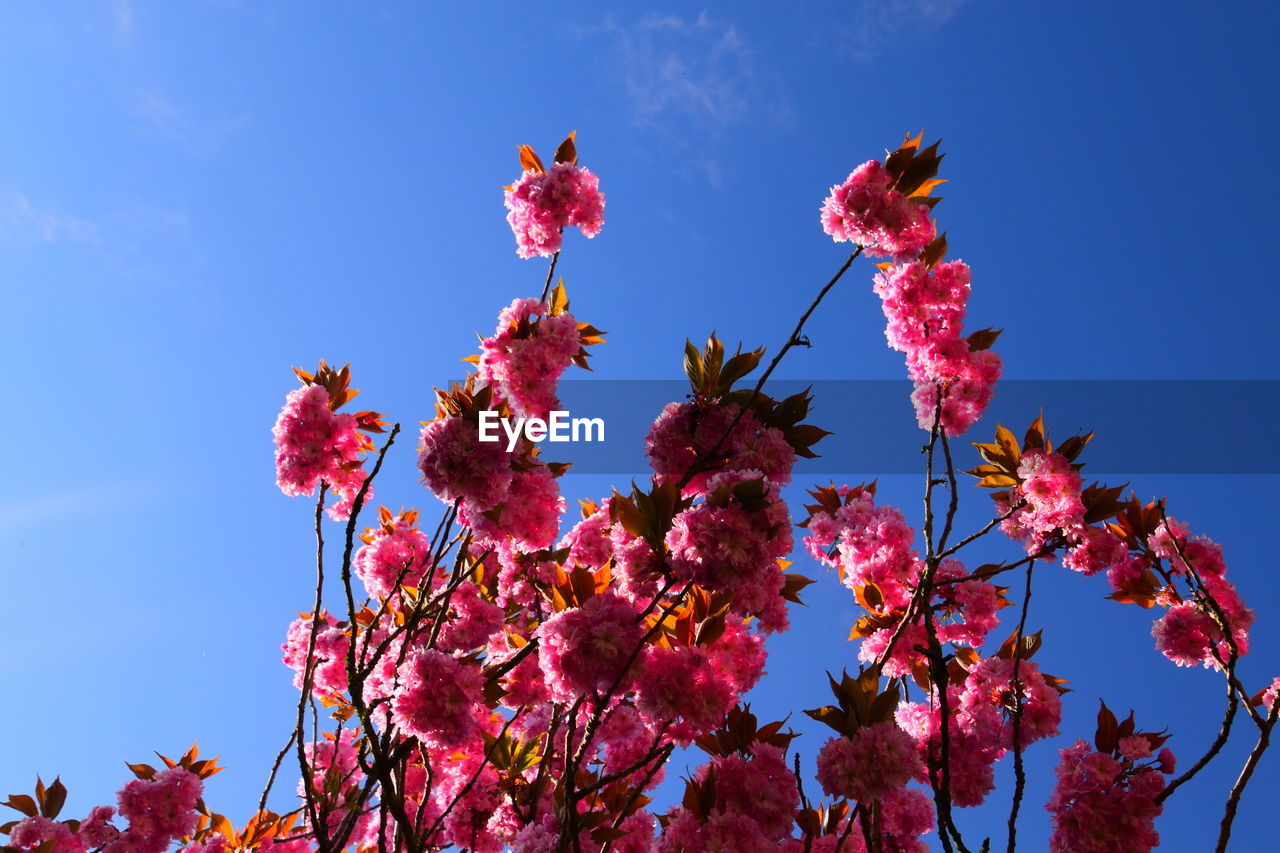 Low angle view of pink cherry blossoms in spring