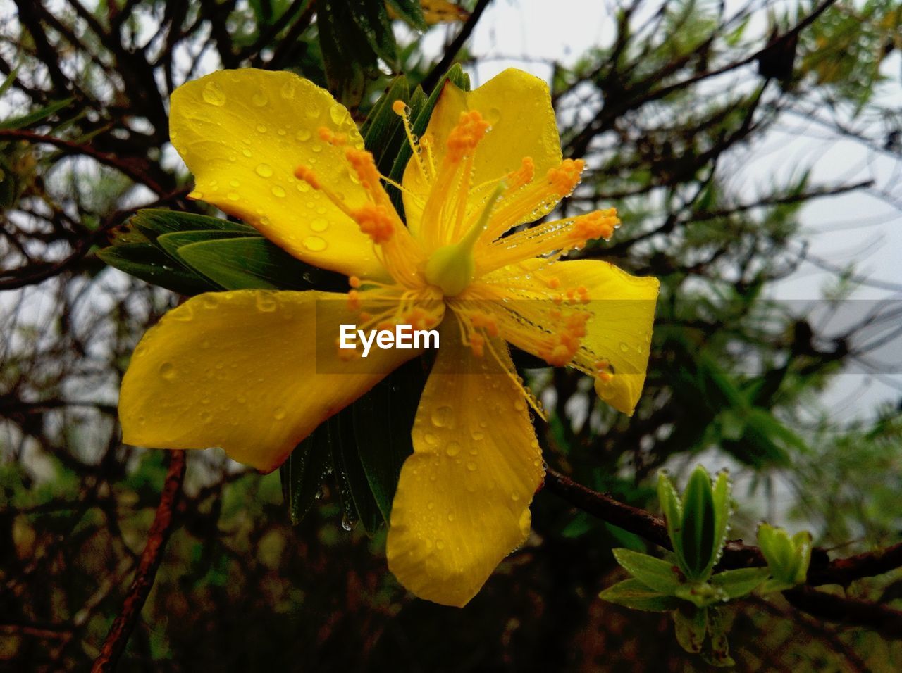 Close-up of water drops on yellow flower