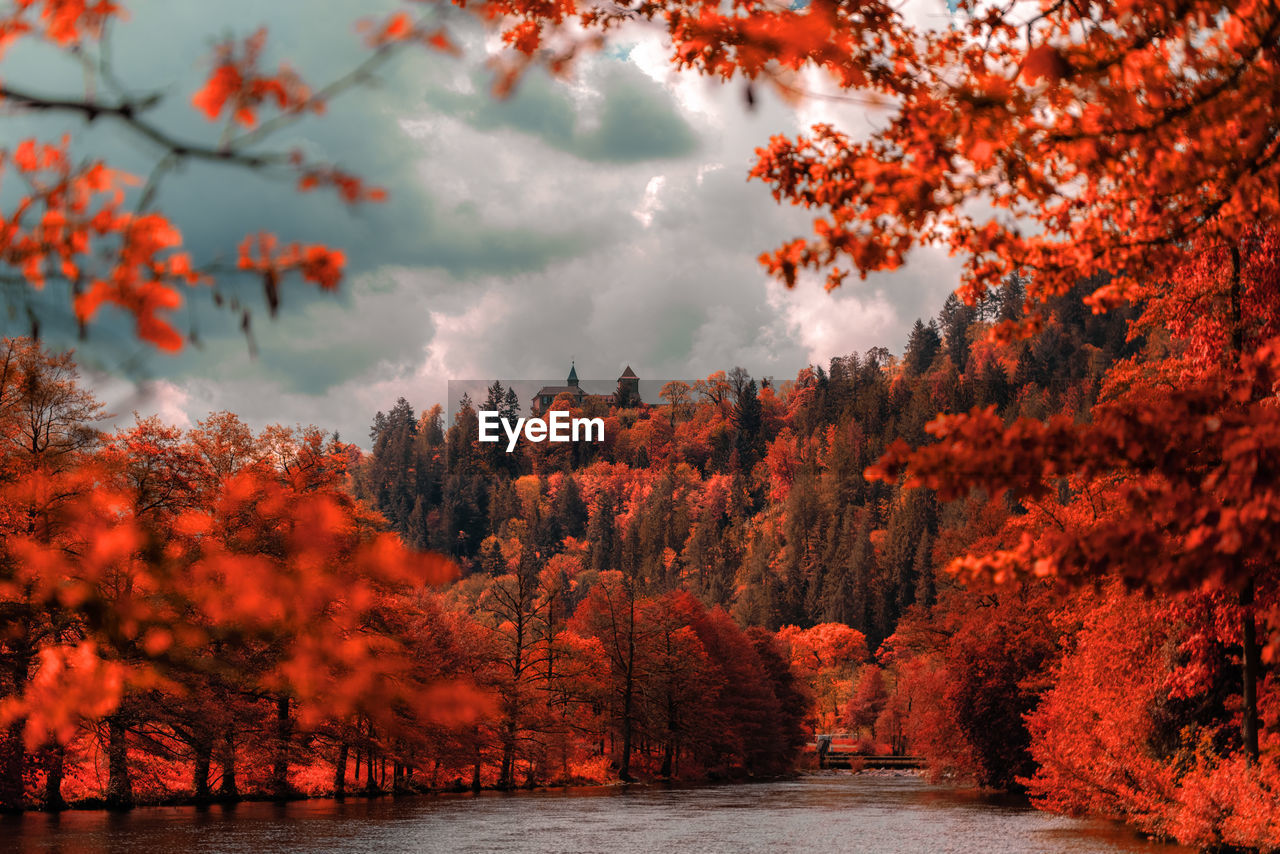 Scenic view of forest during autumn against sky