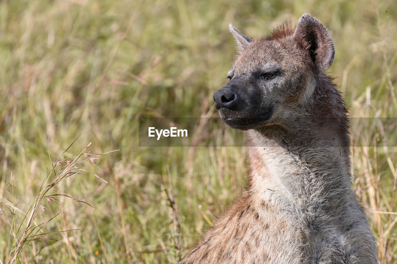 Hyena relaxing on land