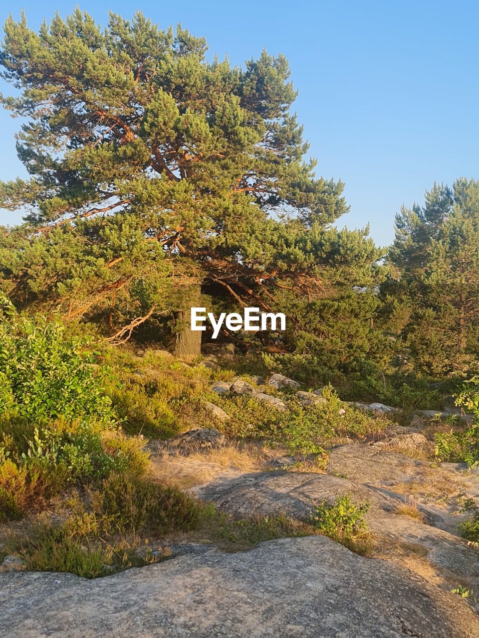 tree, plant, nature, leaf, beauty in nature, autumn, growth, no people, sky, day, low angle view, tranquility, land, scenics - nature, green, outdoors, clear sky, non-urban scene, mountain, pinaceae, coniferous tree, pine tree, forest, sunlight, blue, tranquil scene, environment, rock, pine woodland, sunny