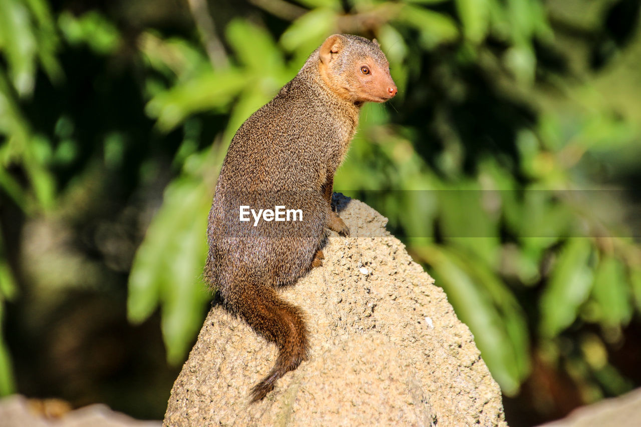 Dwarf mongoose sitting on rock