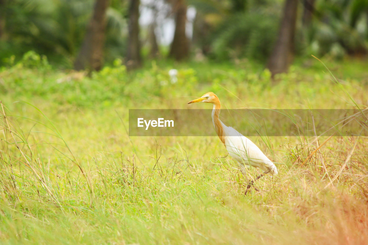 Cattle egret- a white bird found in the beautiful nature of mumbai.