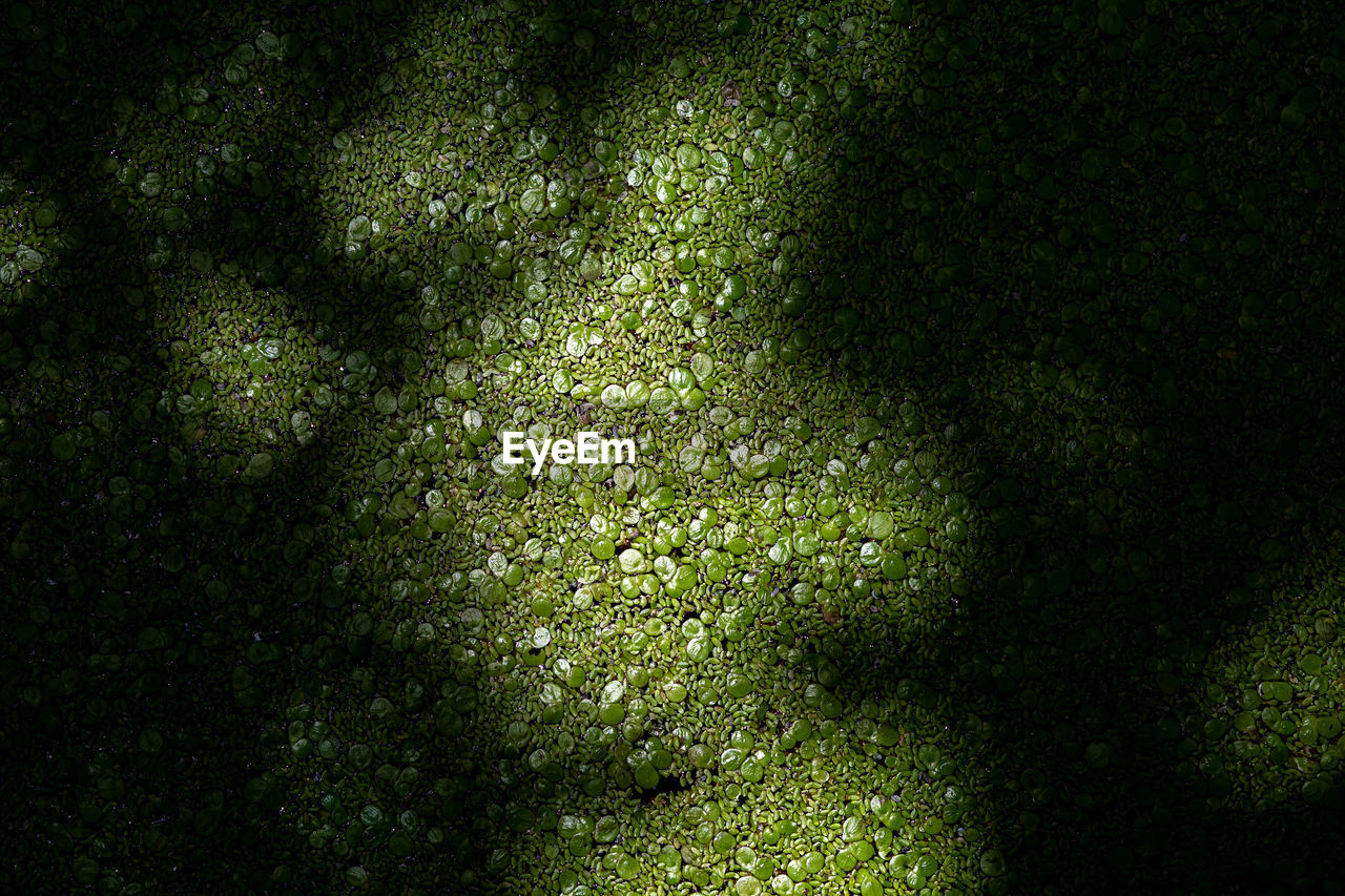Texture lemnaceae weeds on the surface of the fish pond in the garden