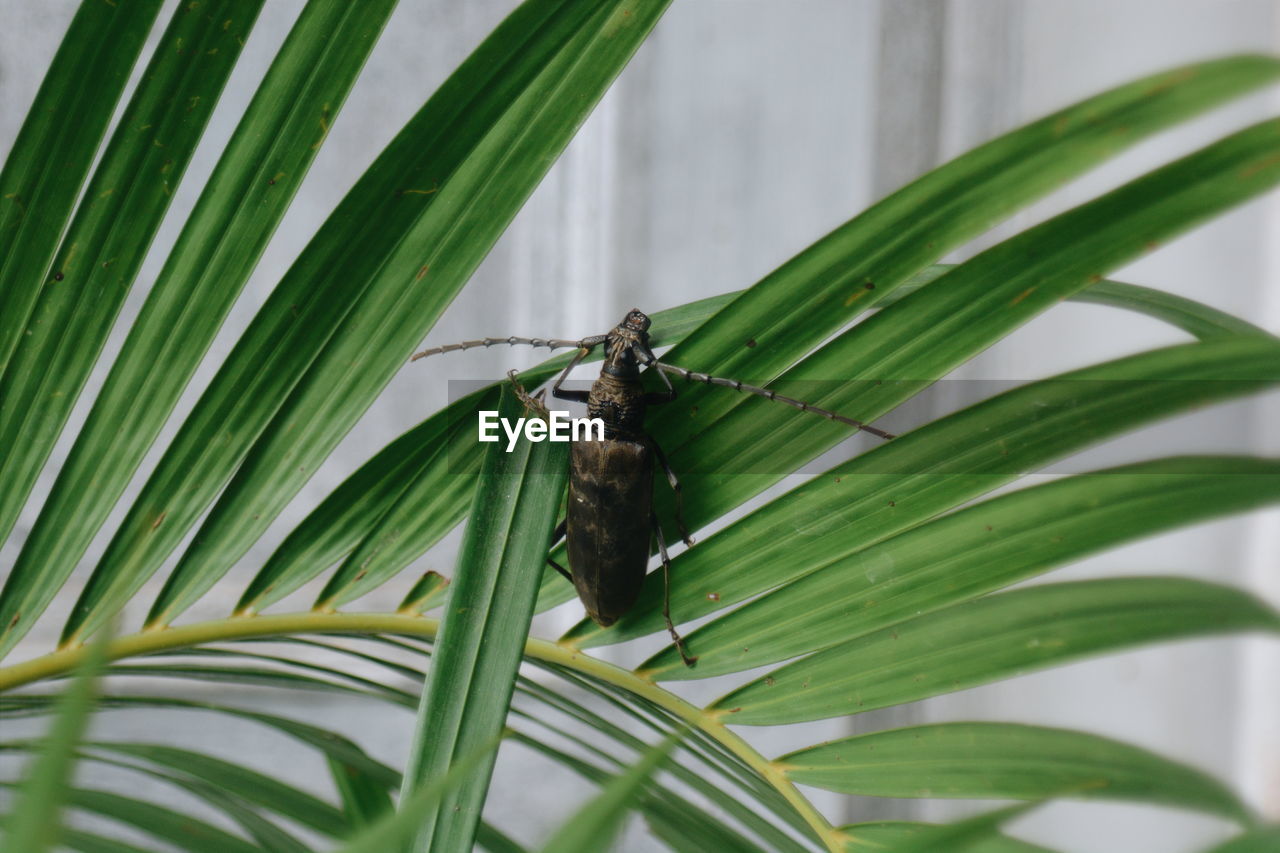 Close-up of insect on plant