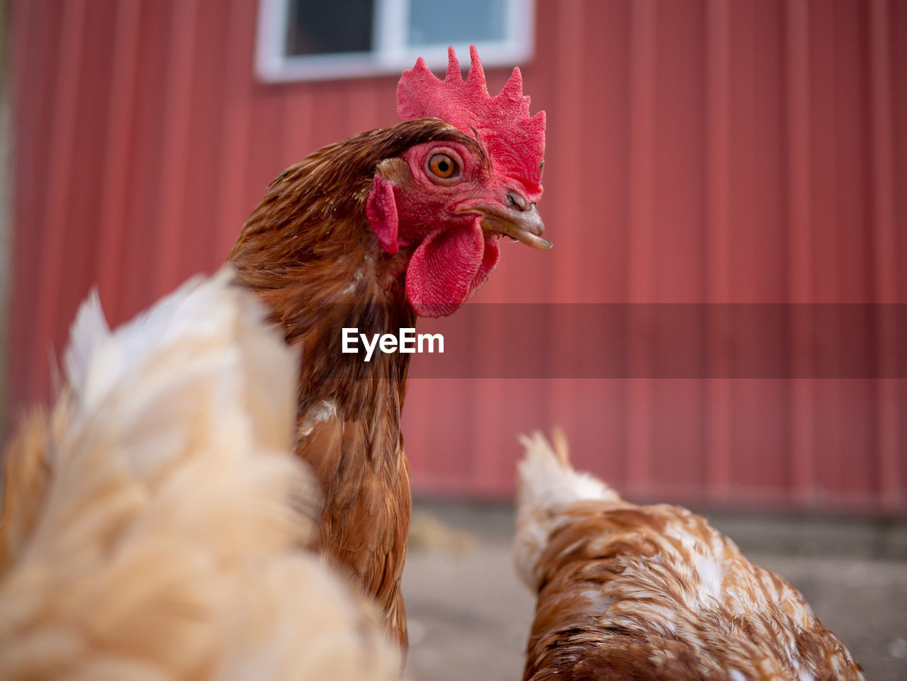 Close-up of chicken