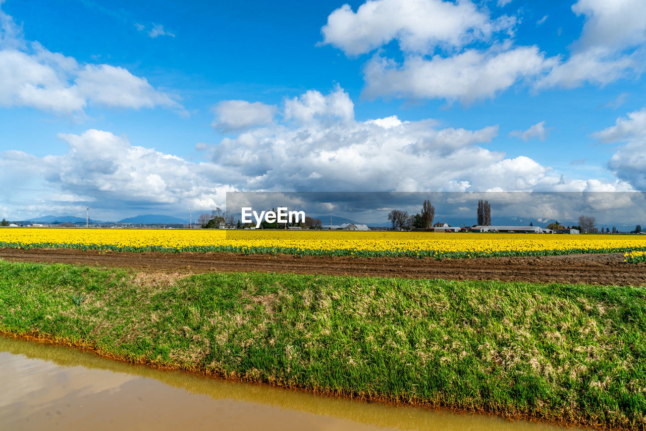 landscape, sky, environment, rural scene, agriculture, land, field, cloud, plant, crop, nature, horizon, farm, scenics - nature, rapeseed, beauty in nature, flower, growth, rural area, plain, food, food and drink, tranquility, yellow, no people, blue, flowering plant, freshness, tranquil scene, grass, water, cereal plant, outdoors, vegetable, day, springtime, travel, tree, prairie, canola, idyllic, green, travel destinations, corn, environmental conservation, sunlight, transportation, non-urban scene, grassland, social issues, summer