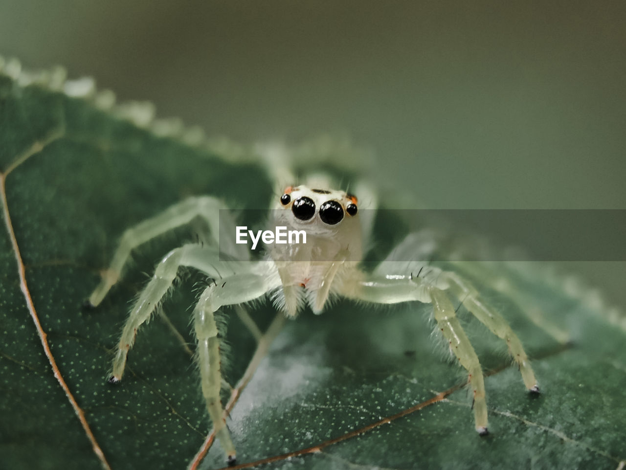 Close-up of spider