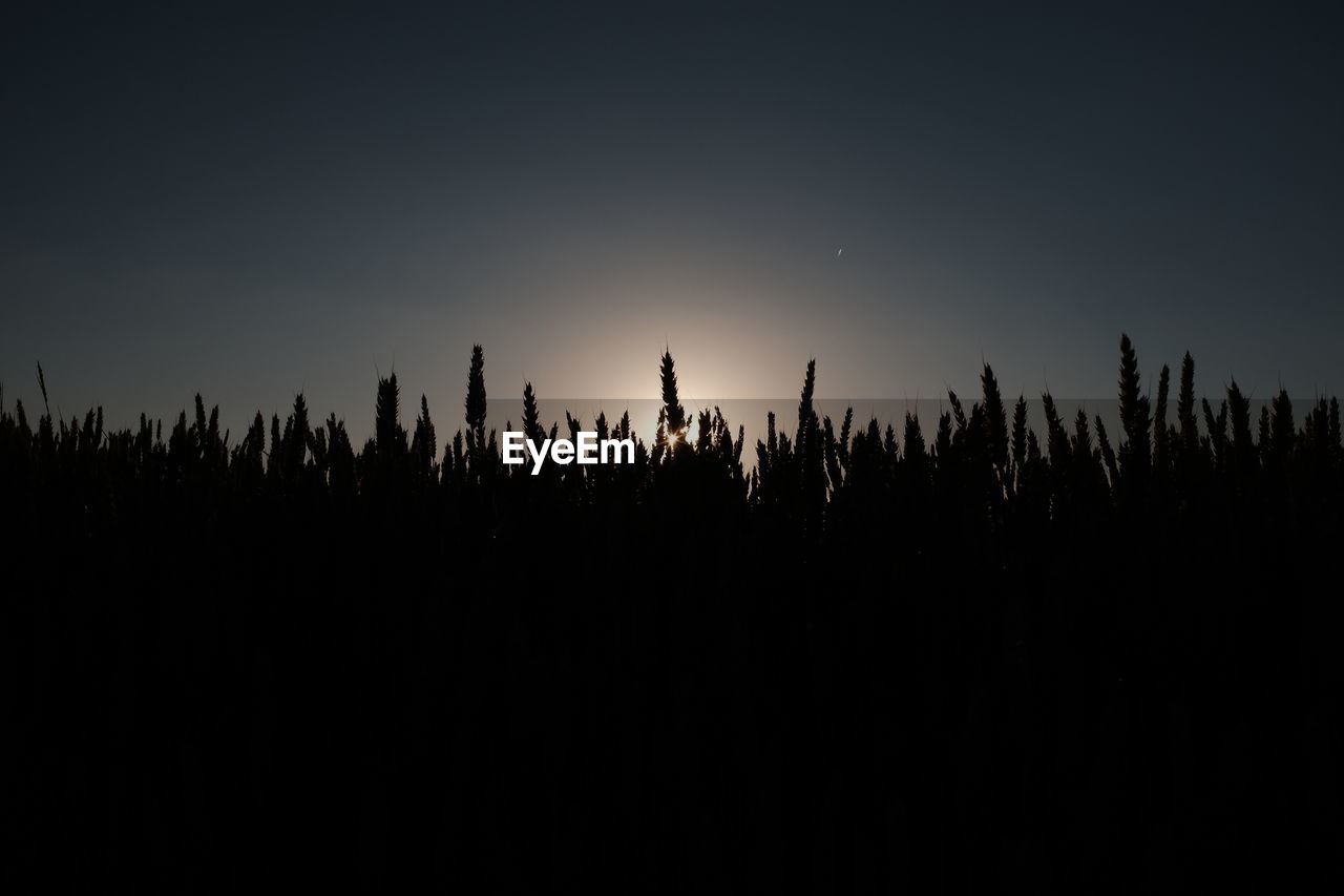 Silhouette trees against clear sky at night