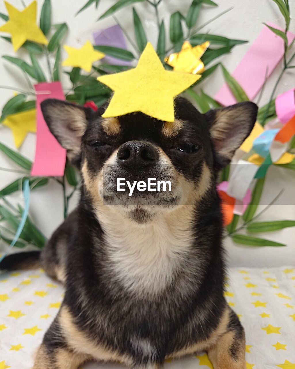 Close-up of dog with star shape decoration