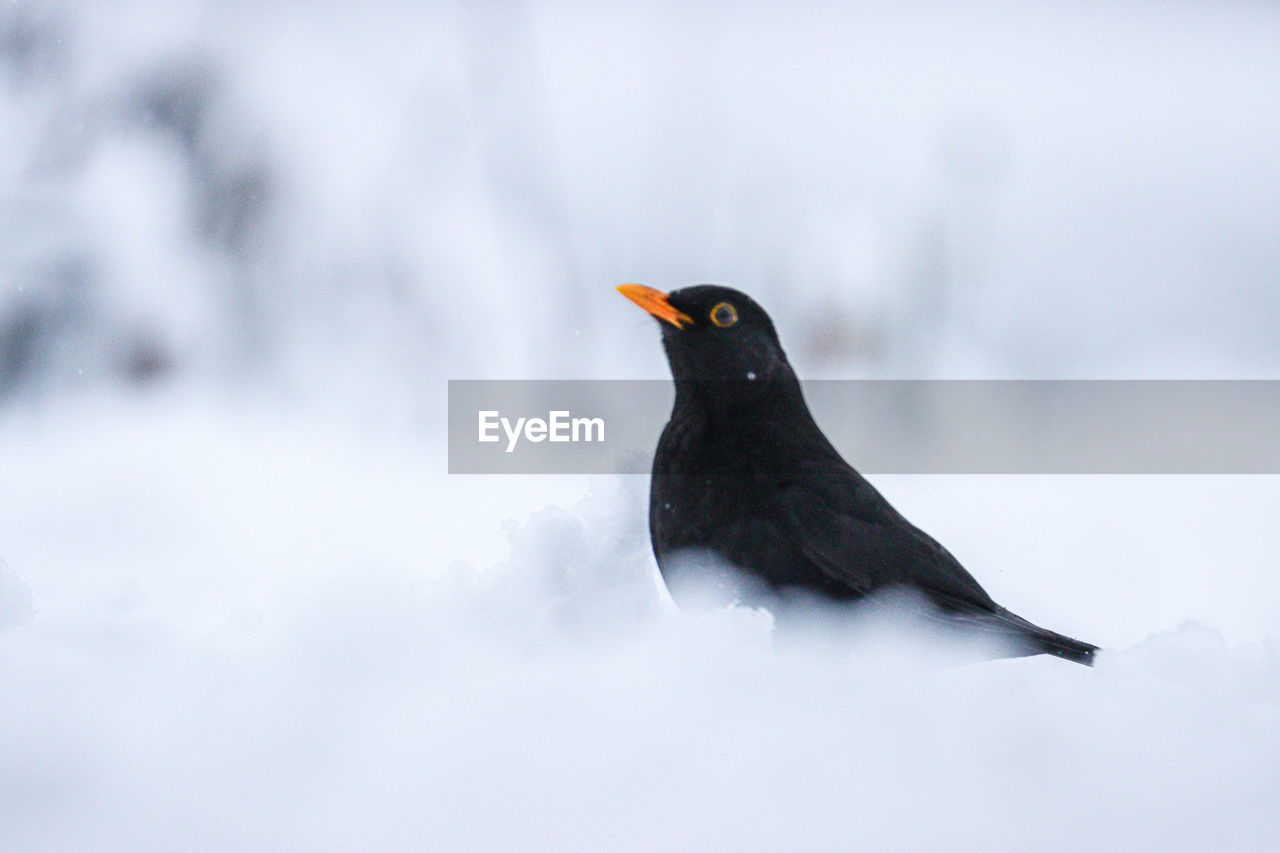 BLACK BIRD PERCHING ON A SNOW