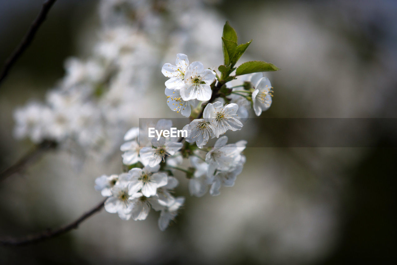 plant, flower, flowering plant, freshness, beauty in nature, fragility, blossom, branch, springtime, tree, macro photography, close-up, white, nature, growth, spring, flower head, cherry blossom, produce, focus on foreground, inflorescence, food, no people, twig, outdoors, selective focus, petal, botany, fruit tree, day, apple tree, cherry tree, food and drink, fruit