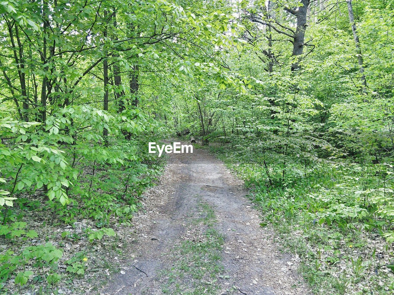 Dirt road amidst trees in forest