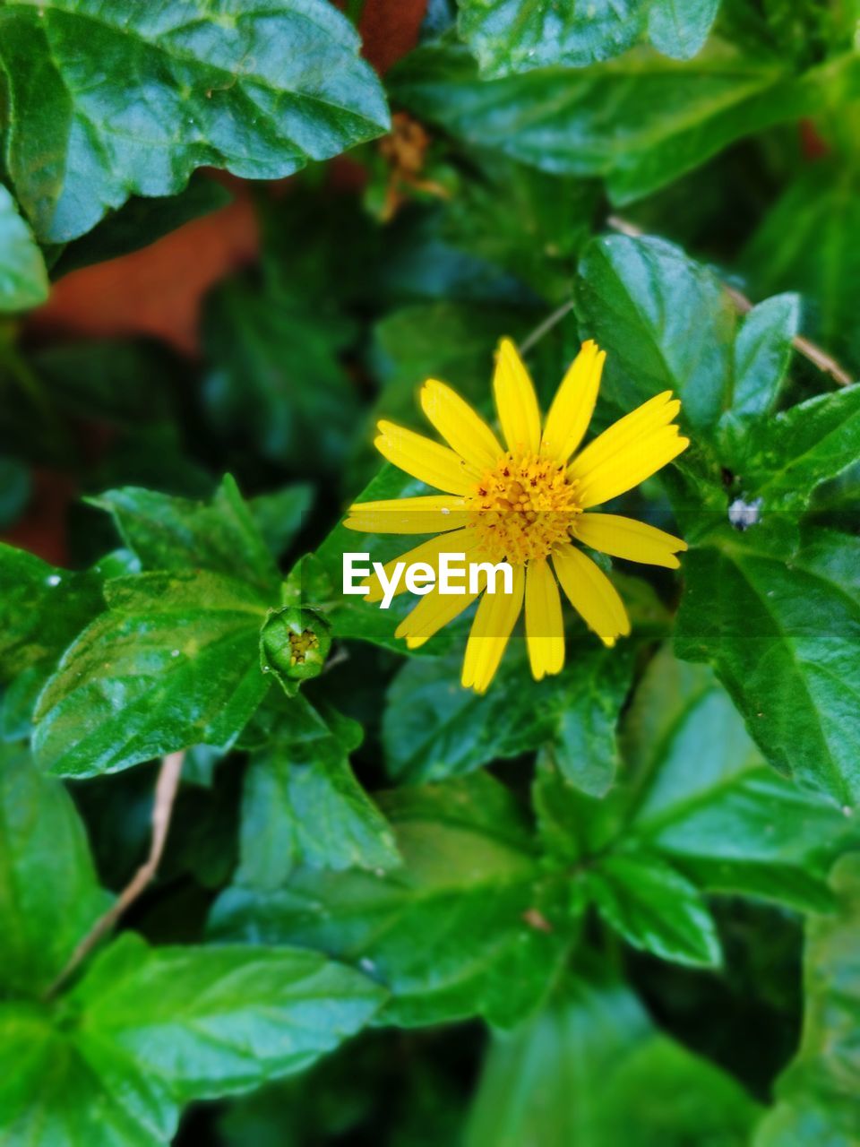 CLOSE-UP OF YELLOW FLOWERING PLANT AND LEAF