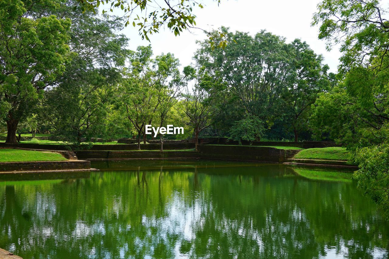 TREES BY LAKE IN FOREST