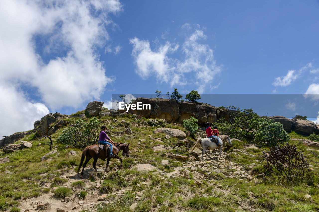 MAN RIDING HORSES ON MOUNTAIN