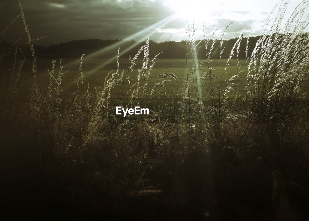 CLOSE-UP OF WHEAT GROWING IN FIELD AGAINST SKY