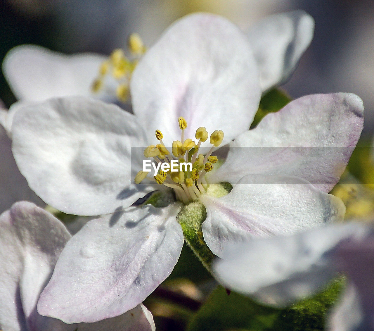 CLOSE-UP OF FLOWER BLOOMING