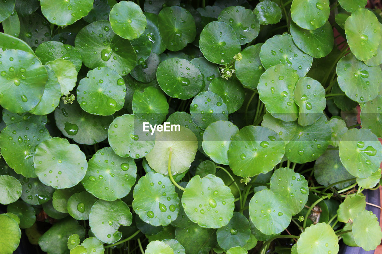 Full frame shot of water pennywort