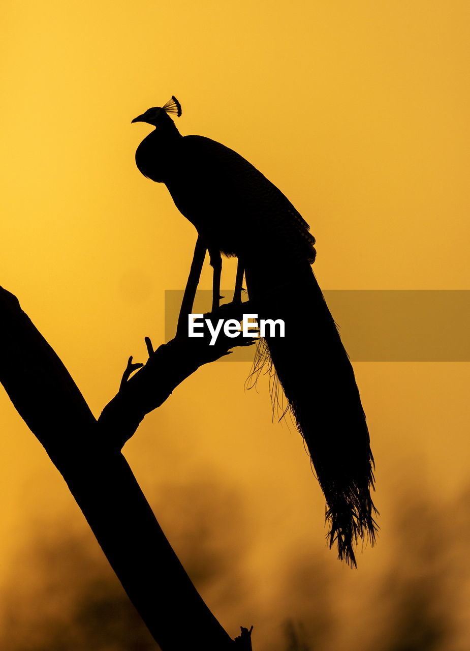 LOW ANGLE VIEW OF SILHOUETTE BIRD PERCHING ON BRANCH AGAINST SKY