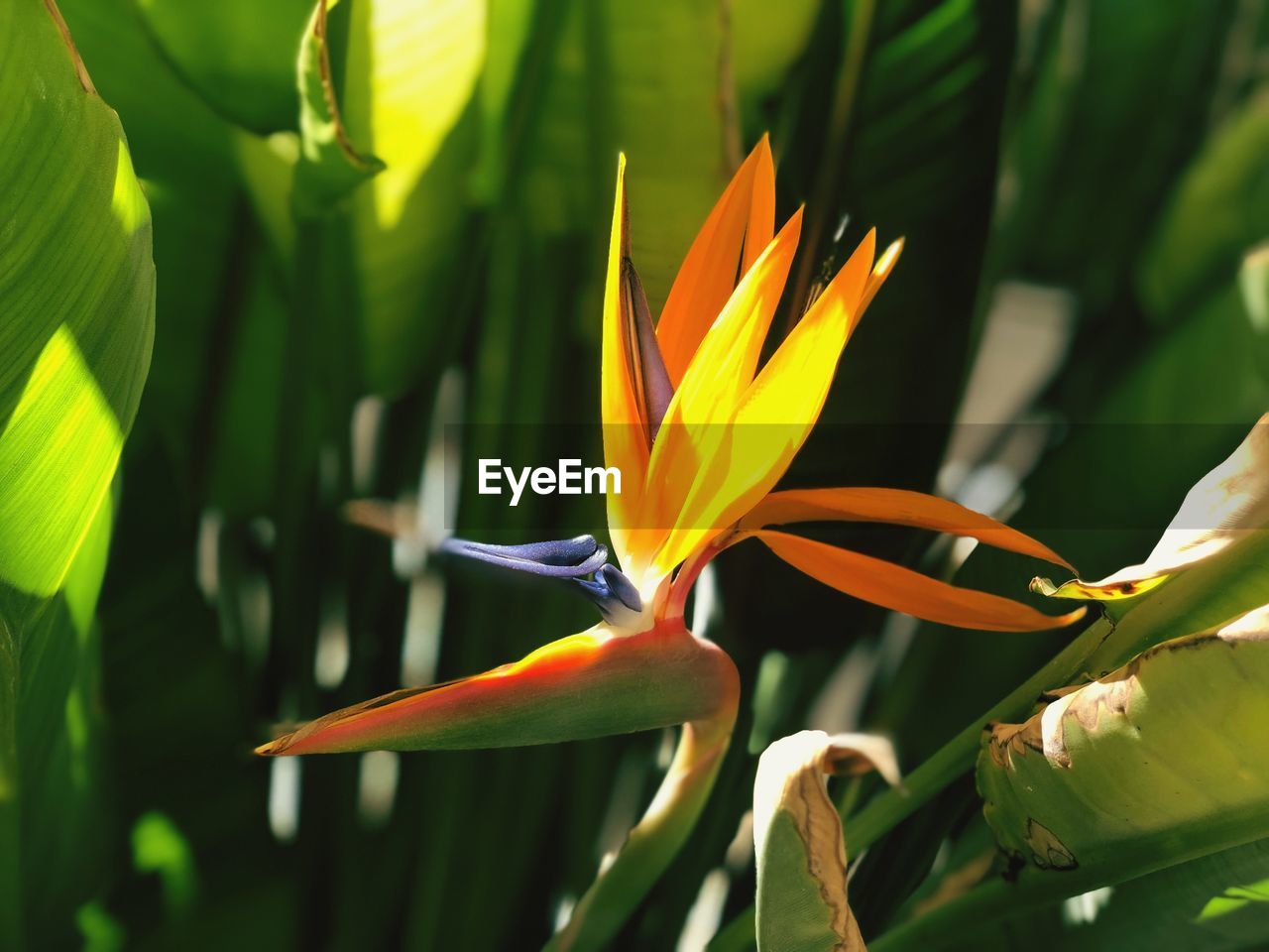 CLOSE-UP OF RED FLOWERING PLANT AGAINST BLURRED BACKGROUND