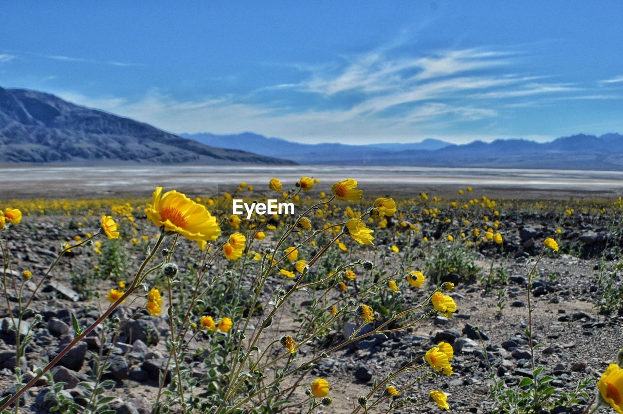 Yellow wildflowers on field against sky at death valley national park