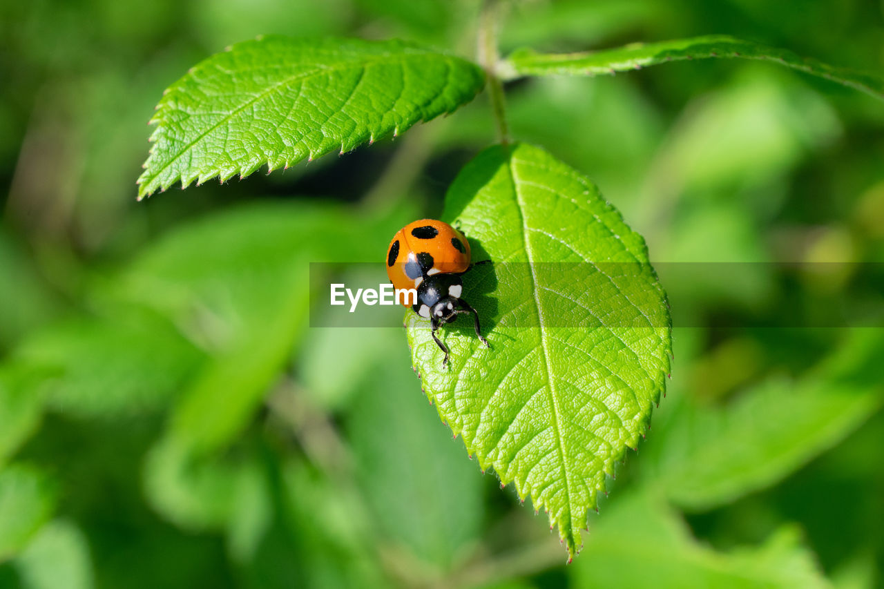 CLOSE UP OF LADYBUG ON LEAF