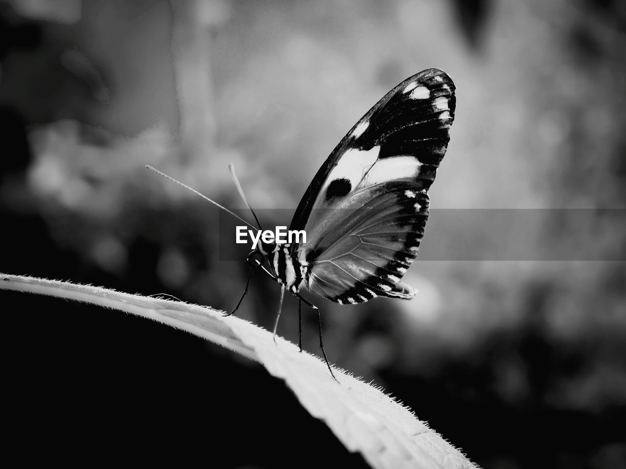 BUTTERFLY ON A LEAF