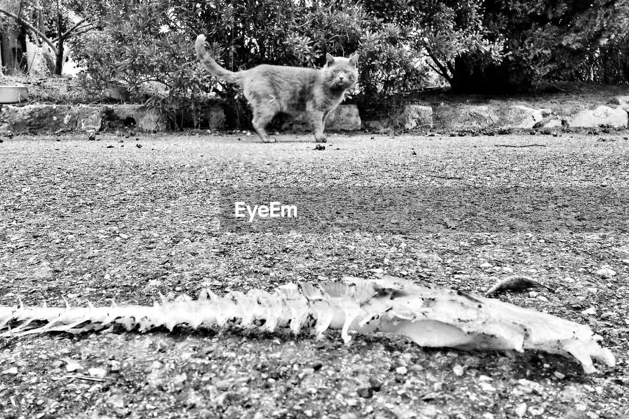 Animal skeleton with a cat in background