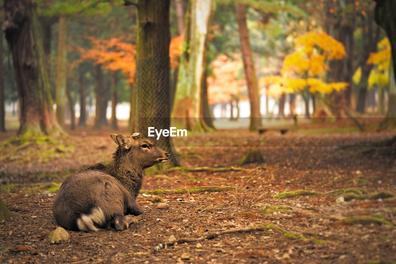 Deer on autumn field