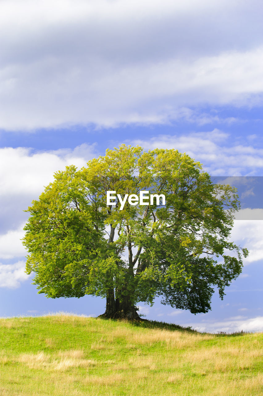 Tree on field against sky