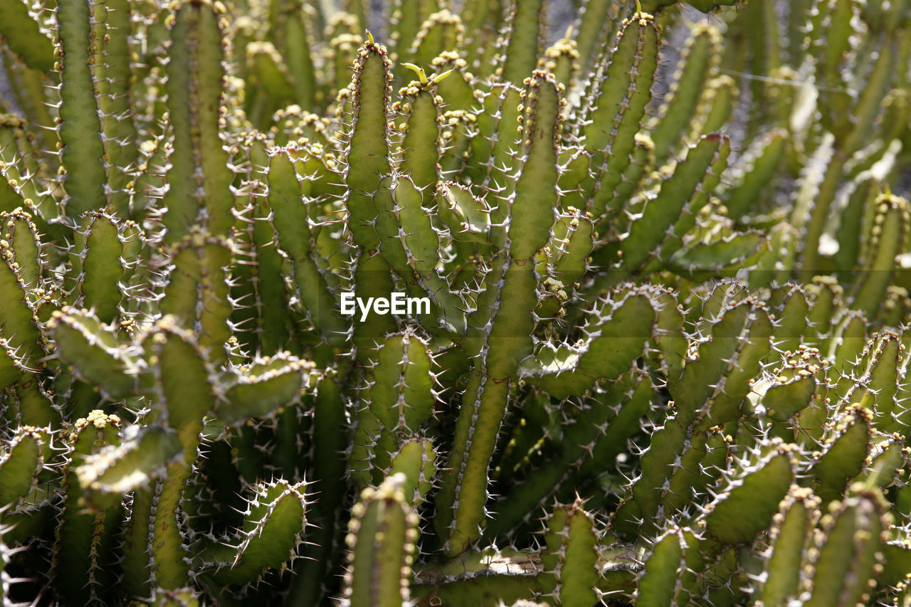 FULL FRAME SHOT OF CACTUS PLANT