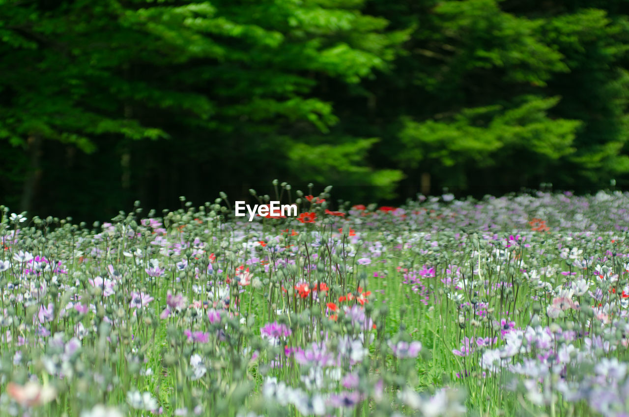 CLOSE-UP OF FLOWERING PLANTS IN FIELD