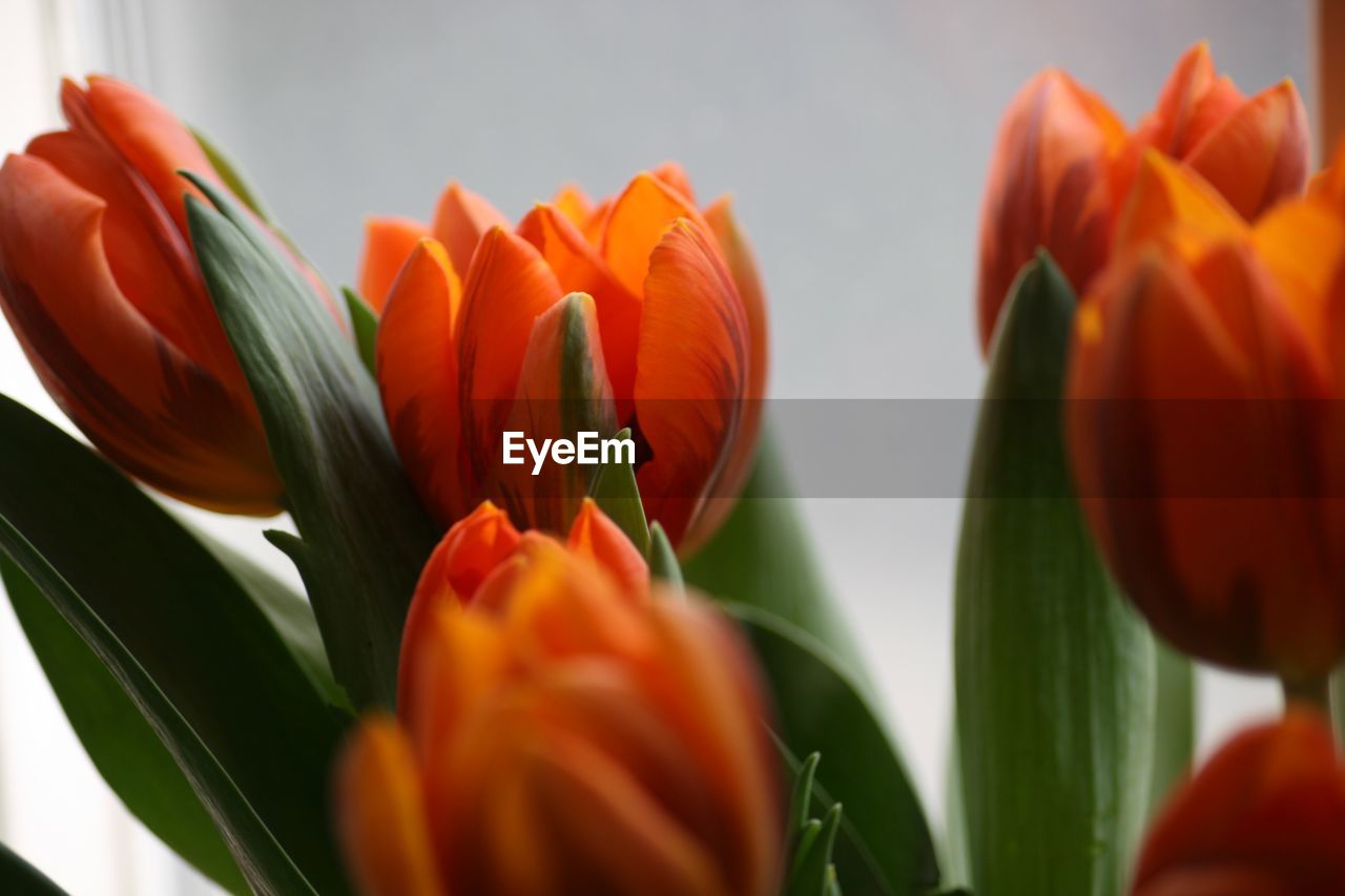 CLOSE-UP OF ORANGE TULIPS BLOOMING