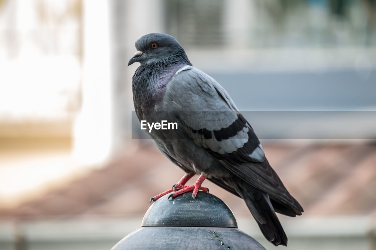 CLOSE-UP OF PIGEON PERCHING