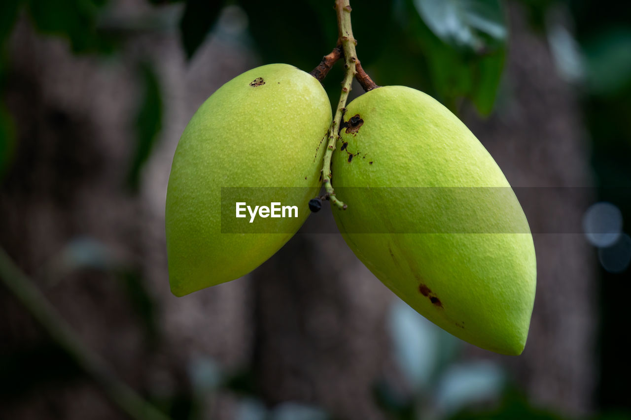 CLOSE-UP OF FRESH GREEN FRUIT ON TREE