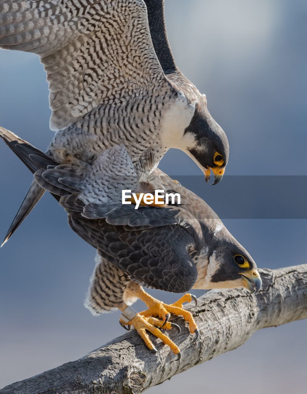 Close-up of birds perching on branch