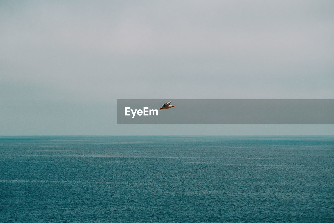 Seascape with a plant in the middle on a cloudy day on the costa brava in catalonia, spain