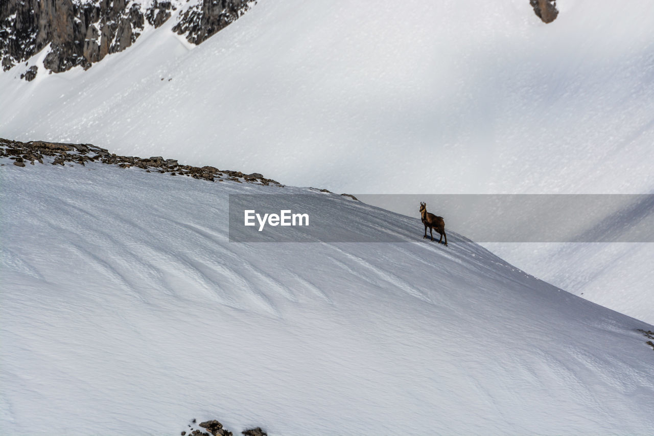 Deer on snow covered mountain against sky