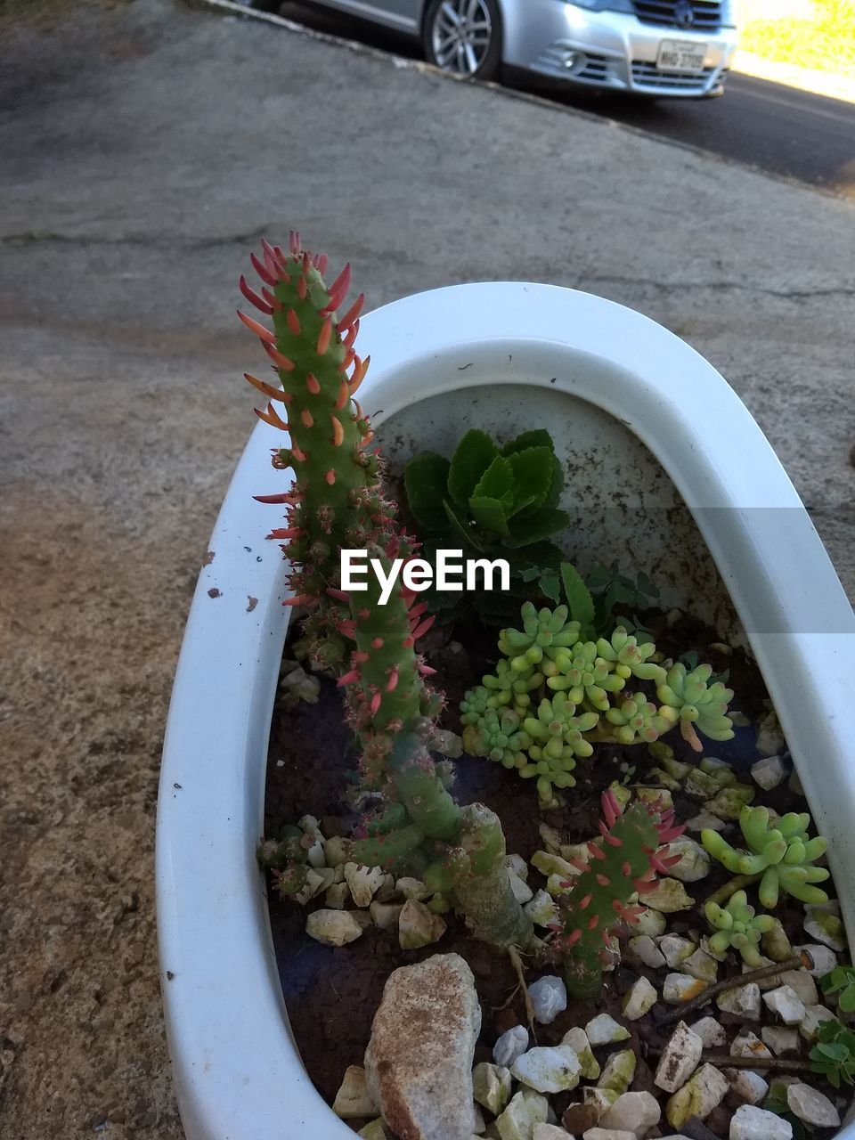 HIGH ANGLE VIEW OF POTTED PLANTS ON CAR