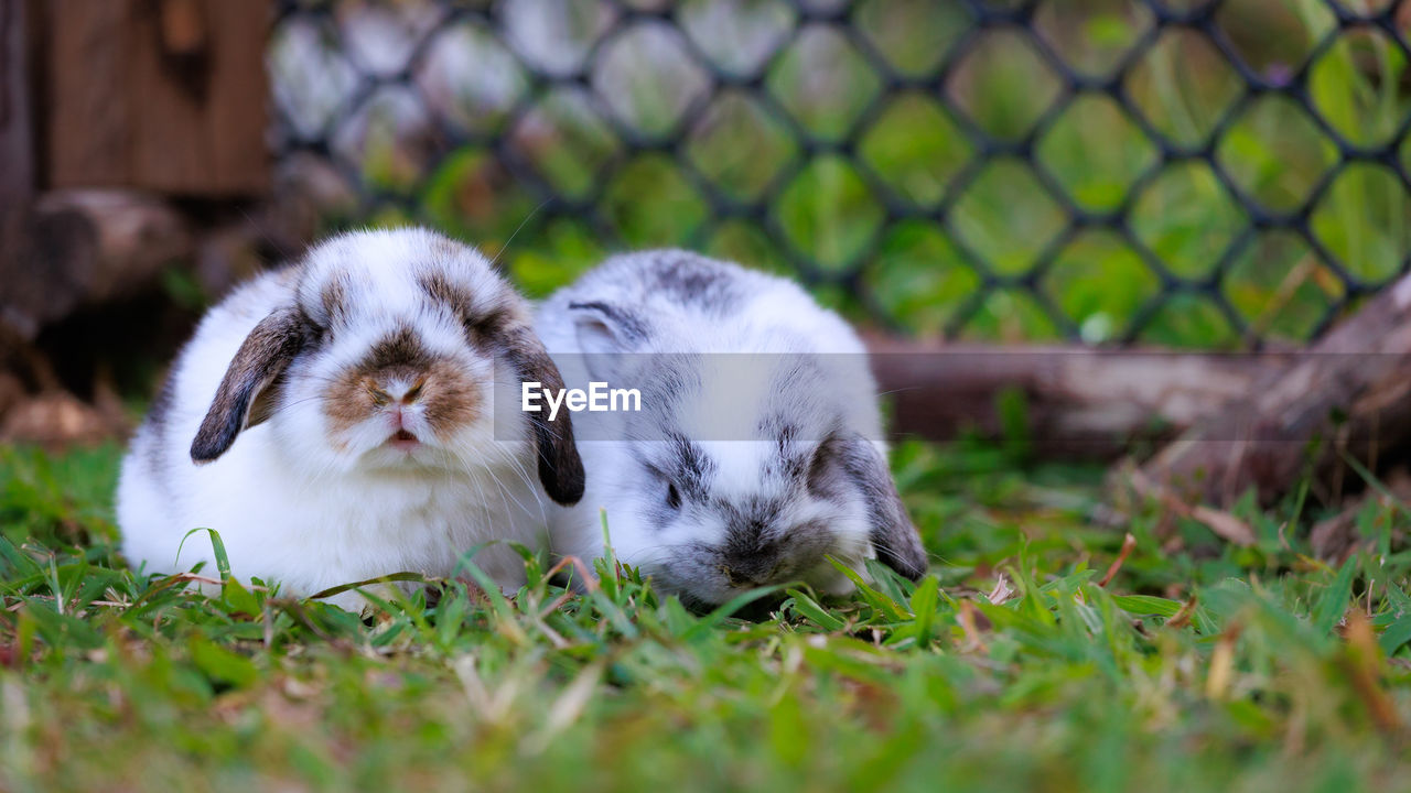 animal themes, animal, mammal, pet, rabbit, rabbits and hares, domestic rabbit, one animal, domestic animals, fence, grass, cute, selective focus, chainlink fence, young animal, no people, plant, portrait, nature, animal wildlife, security, day, outdoors, close-up, white