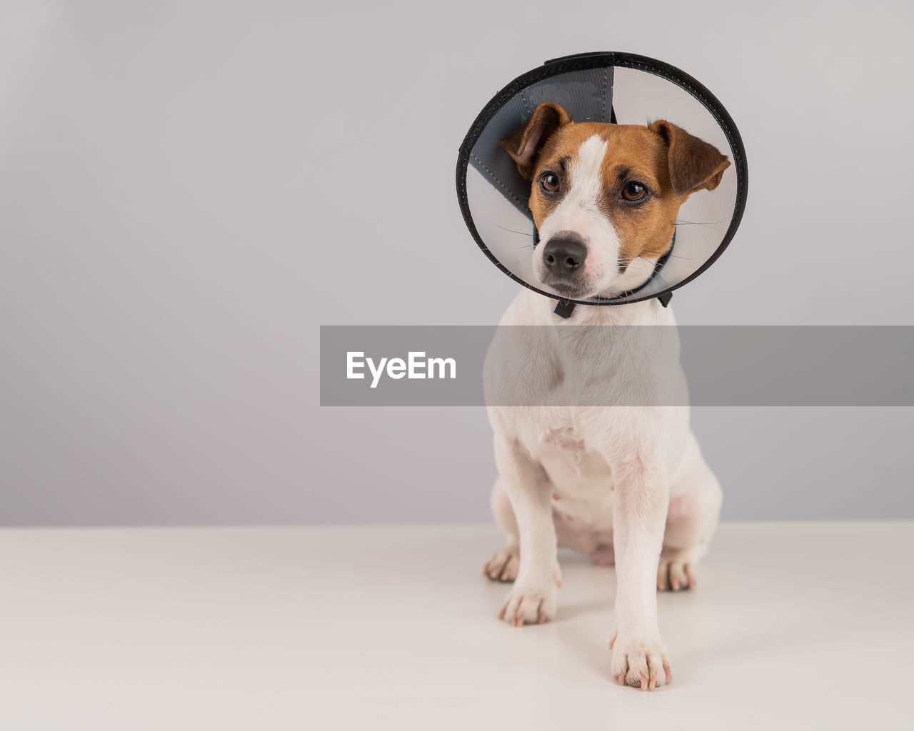 close-up portrait of dog sitting on floor against white background