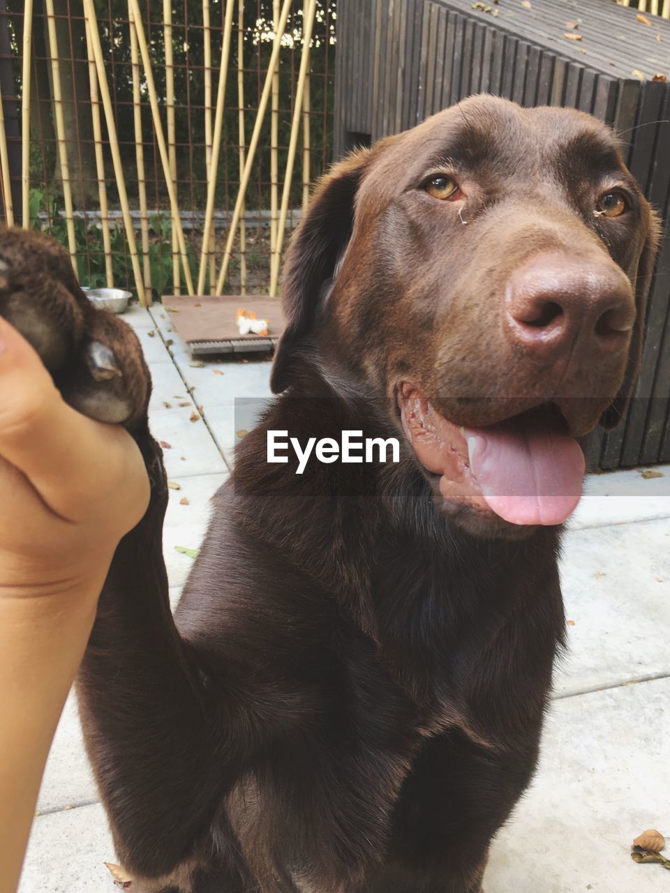 Cropped hand of person holding dog