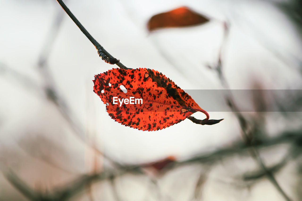 CLOSE-UP OF RED LEAF ON PLANT