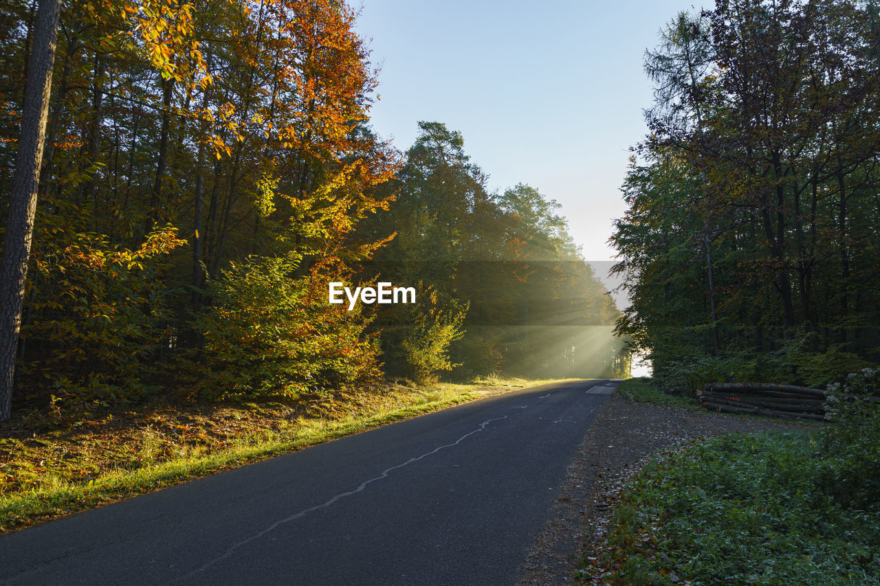 EMPTY ROAD AMIDST TREES DURING AUTUMN