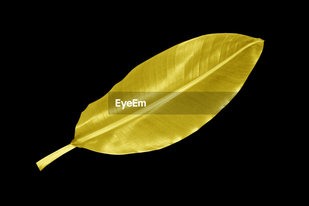 CLOSE-UP OF YELLOW FEATHERS AGAINST BLACK BACKGROUND