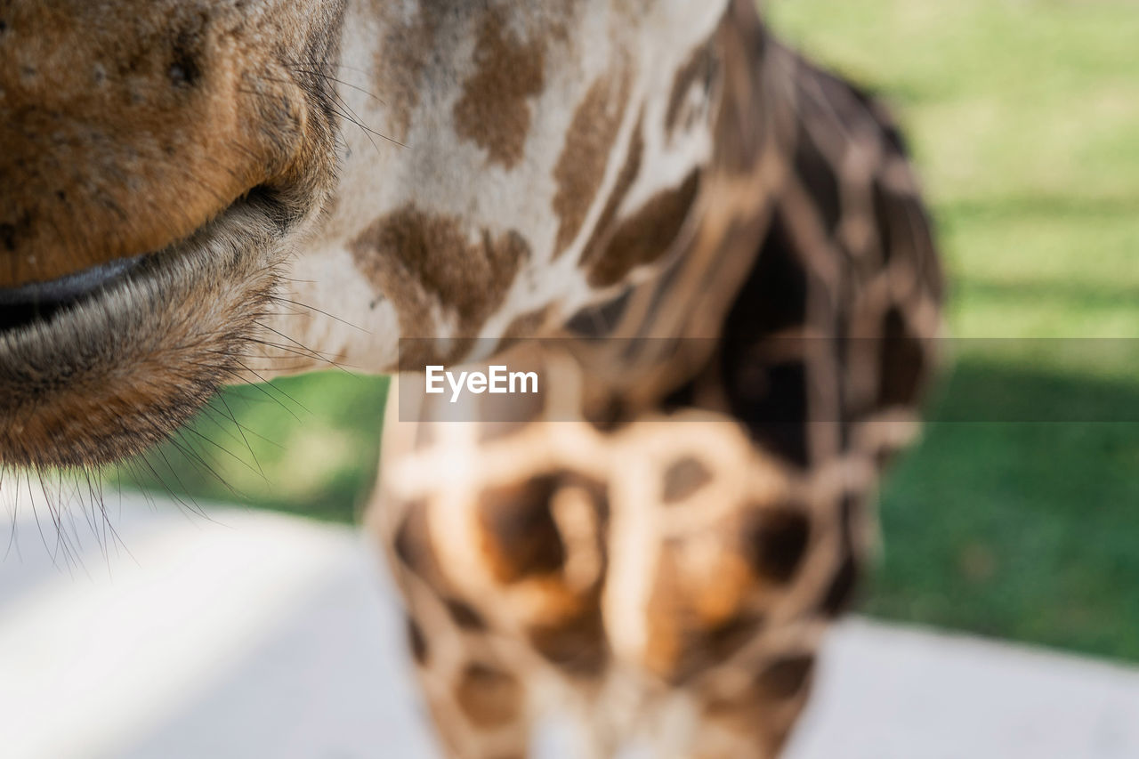 Close-up of a giraffe