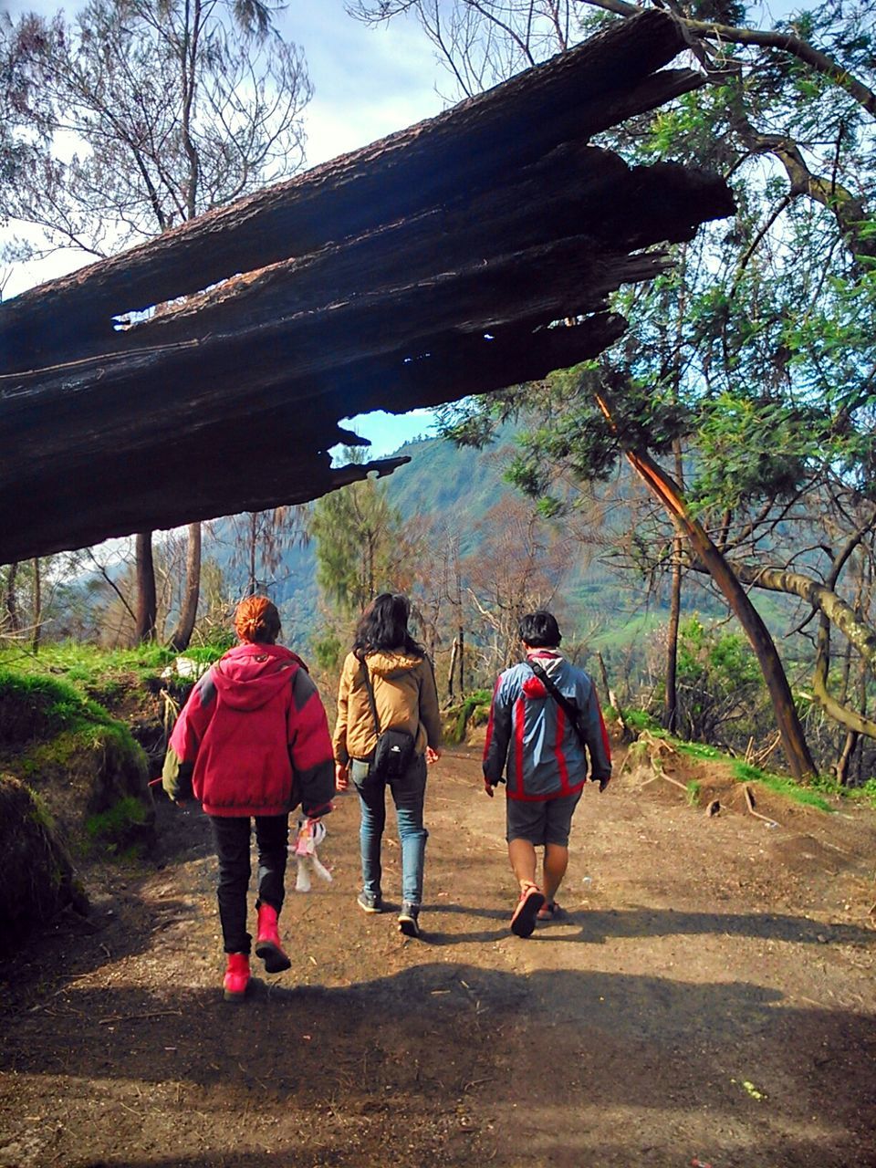 Three people walking in forest